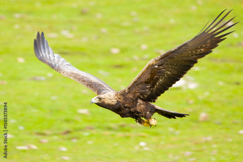 Fototapeta premium Adult female Golden Eagle flying in a Mediterranean mountainous area at first light on a rainy day in early spring