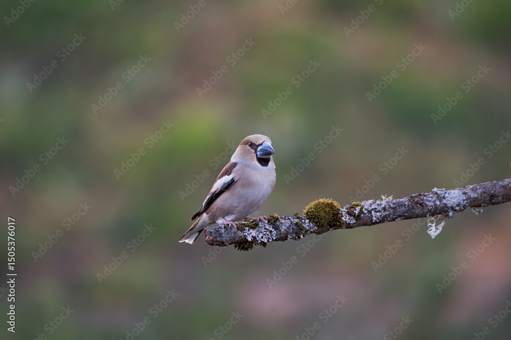 Fototapeta premium Kernbeisser