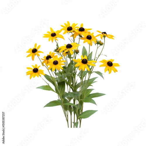 Vibrant Bouquet of Yellow Black-Eyed Susans (Rudbeckia hirta)