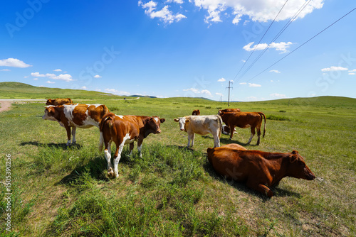 A herd of cattle on the prairie