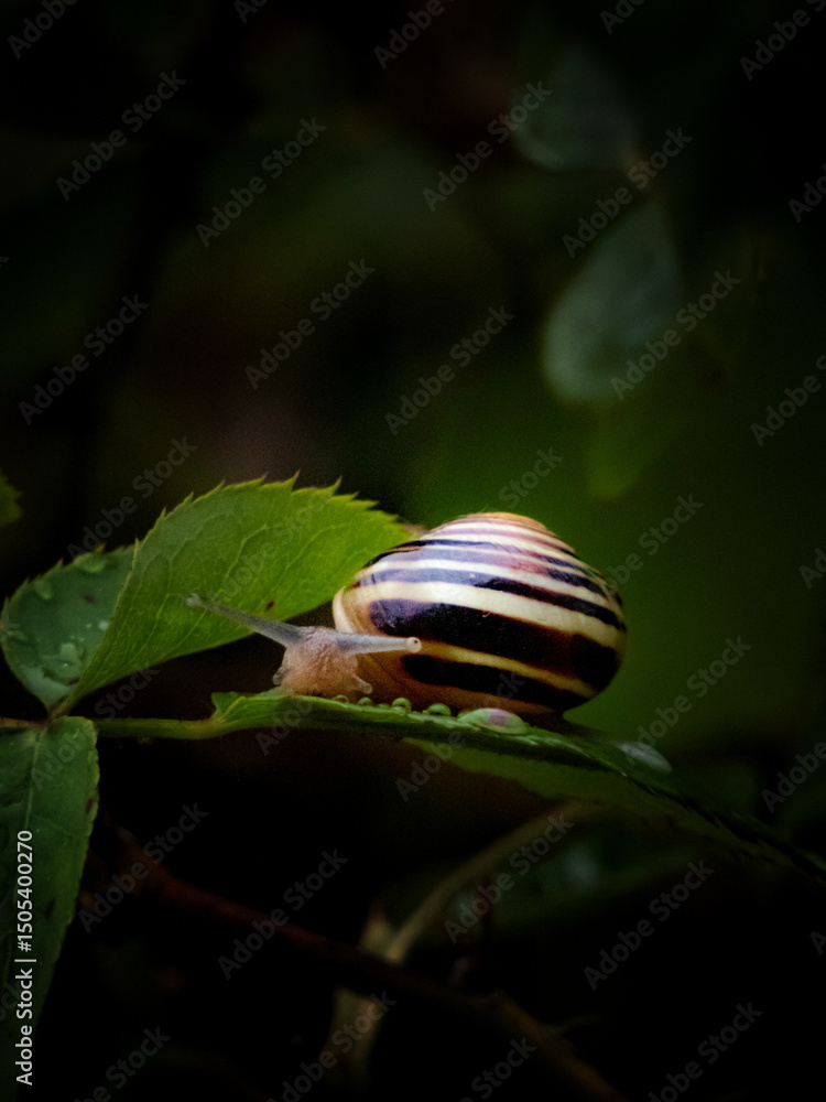 snail on leaf snail on leaf