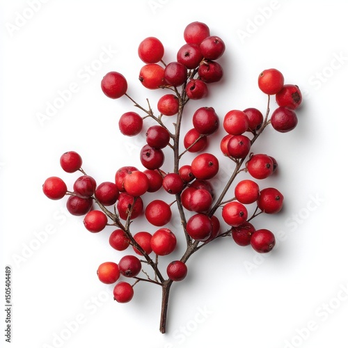 Red berries on a branch, isolated on white background
