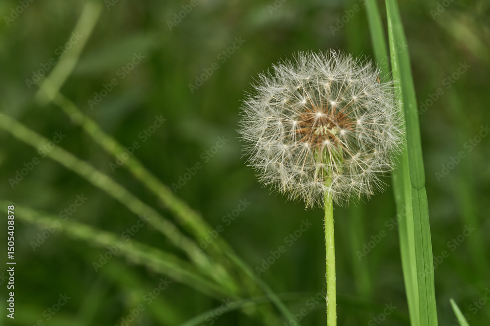 Fototapeta premium Dandelion alone in peaceful green meadow