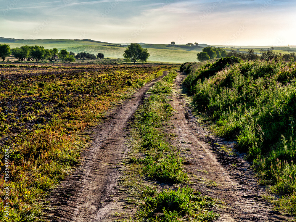 Fototapeta premium Camino hacia los semberados
