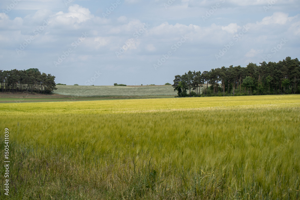 Fototapeta premium vast Grain Field Under Blue Sky with Distant Forest Line