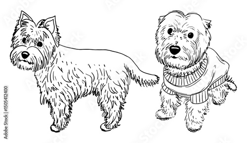 West highland white terrier set. Hand drawn sketch vector illustration. Cute domestic dog. Little puppy. Domestic animal. Standing, sitting view. In sweater. Doodle line art group of elements.