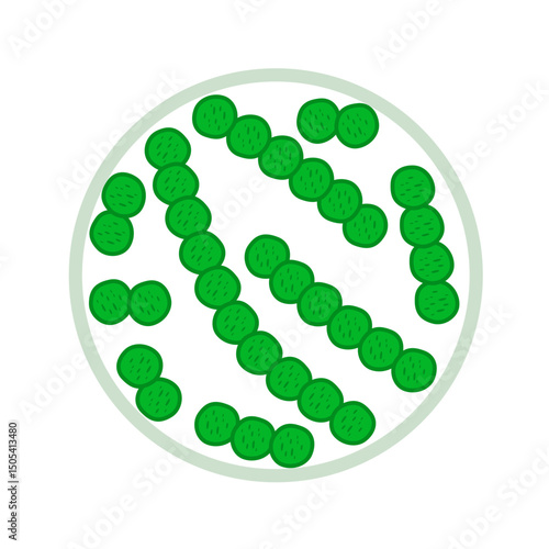 Probiotics, microbiome flora, lactic acid bacteria in circle.