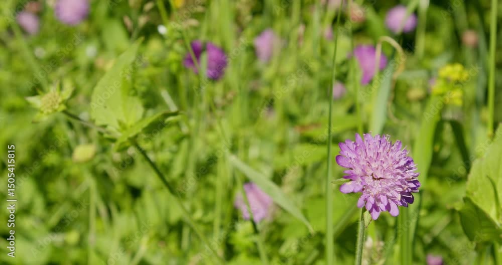 The flower of Knautia arvensis, commonly known as field scabious The flower of Knautia arvensis, commonly known as field scabious