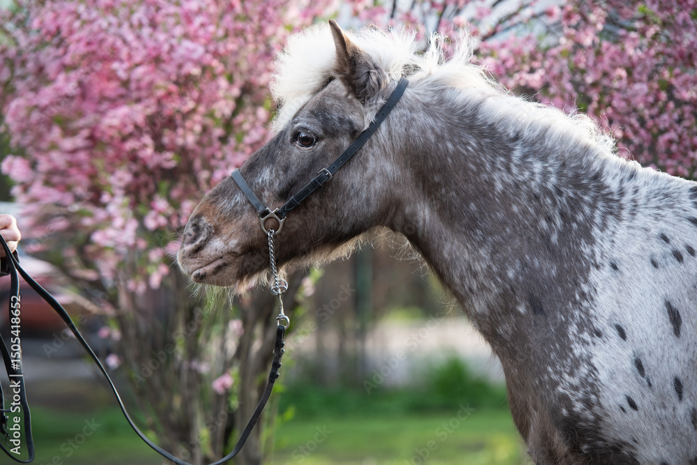 Obraz premium portrait of cute appaloosa pony posing against blossoming almond bush. at evening
