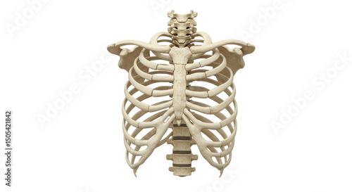 Fotografi Isolated Human Rib Cage