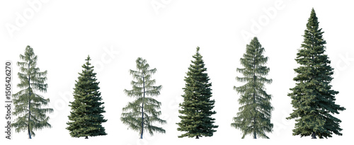Fotografie Picea pungens and Picea breweriana (colorado blue, green spruce) evergreen pinac