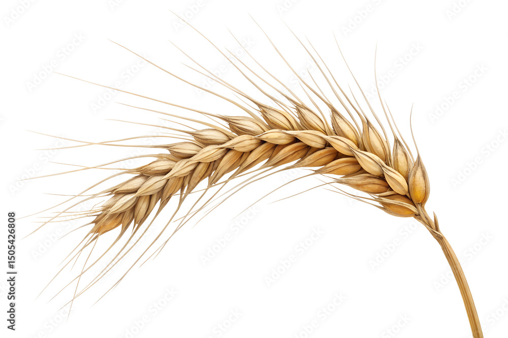 wheat ears isolated on transparent white background wheat ears isolated on transparent white background