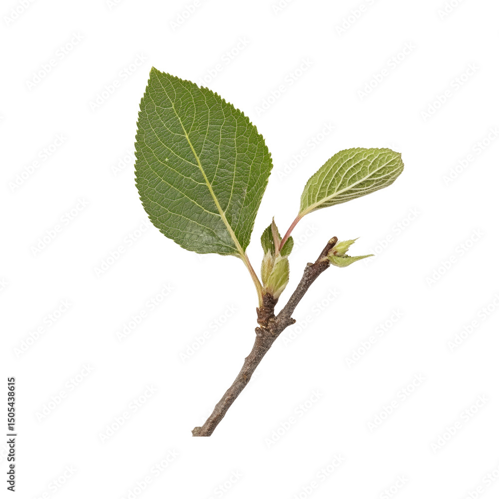 Fototapeta premium Fresh Spring Branch with Two Young Leaves and Buds, Isolated on Black