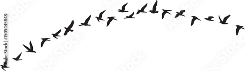 Vector illustration of  flying bird silhouettes in nature