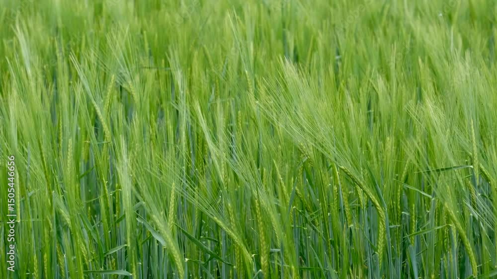 A filed of Barley crop swaying in the breeze, Warwickshire, England. A filed of Barley crop swaying in the breeze, Warwickshire, England.
