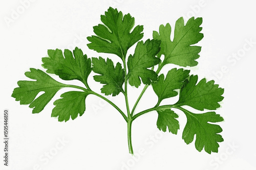 Botanical Whispers in Green herb parsley isolated watercolor vector illustration svg