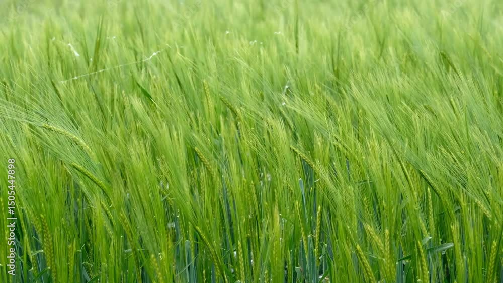 A filed of Barley crop swaying in the breeze, Warwickshire, England. A filed of Barley crop swaying in the breeze, Warwickshire, England.
