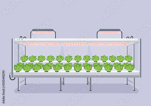 Growing Green Lettuce Indoors with Hydroponics and LED Lighting