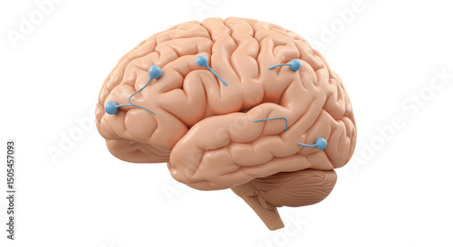 Isolated Brain with Markers