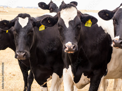 Group of dairy cows with one peeking over the top photo