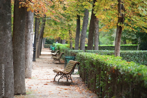 Empty park alley in autumn, lined with trees shedding golden leaves, flanked by benches and trash bins, Retiro Park, Madrid, Spain