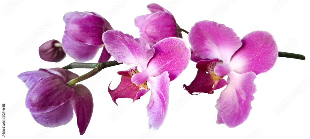 Pink Phalaenopsis or dendrobium Orchid flower isolated on white background. Idea concept design with copy space add text. Pink Phalaenopsis or dendrobium Orchid flower isolated on white background. Idea concept design with copy space add text.