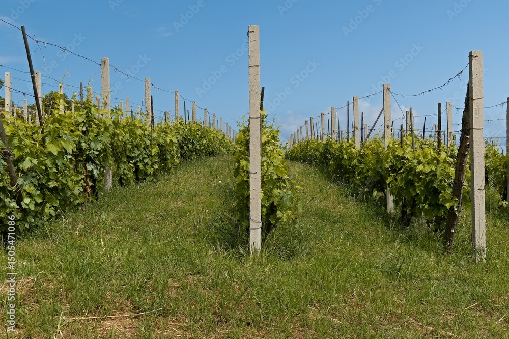 Obraz premium Vineyards on Stromboli island. Aeolian (Lipari) islands. Italy. Europe.