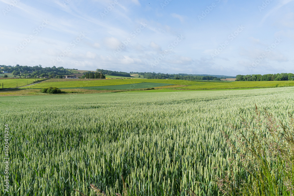 Fototapeta premium Green rural landscape under a blue spring sky