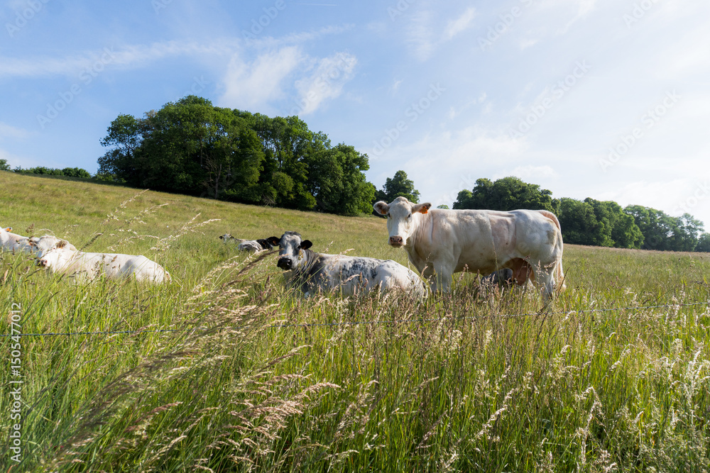 Fototapeta premium Cows Resting in a Summer Meadow Under a Blue Sky