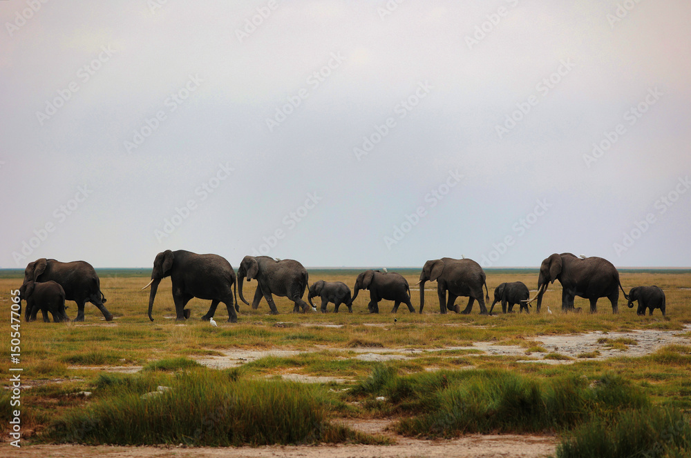Obraz premium Familia numerosa de elefantes, adultos y crías, caminando por la sabana africana de hierba verde, fauna salvaje en su hábitat natural y grandes mamíferos de África