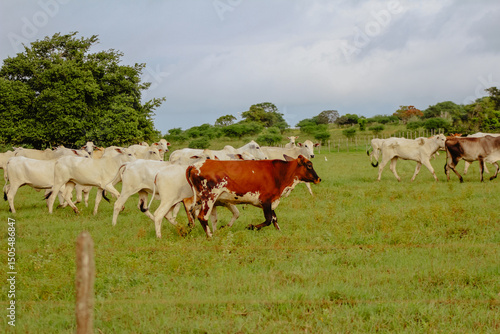 Wallpaper Mural Pois agitados no pasto Torontodigital.ca