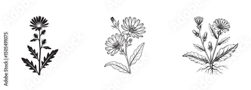 chicory flower , wildflower plant with roots vector, botanical and herbal concept
