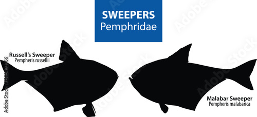 Sweepers Silhouette Vector Set with Name and Scientific Name – Pempheridae Fish Collection