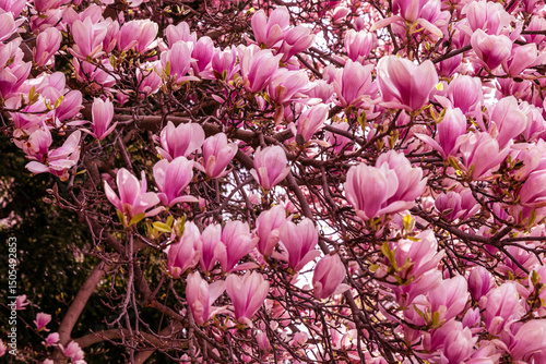 Pink magnolia flowers. Floral background