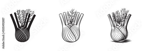 fennel bulb with fronds vector for culinary herbs and healthy vegetables