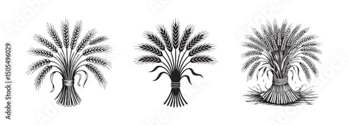 set of wheat sheaf icons, wheat bundle vector , agriculture and harvest 