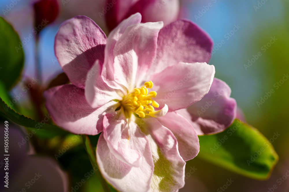 Fototapeta premium Chinese flowering crabapple blossom in sunlight under blue sky