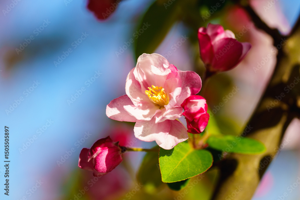Obraz premium Chinese flowering crabapple blossom in sunlight under blue sky