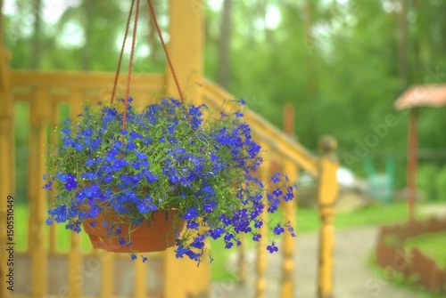Small blue lobelia flowers hanging in a pot on the porch of a house