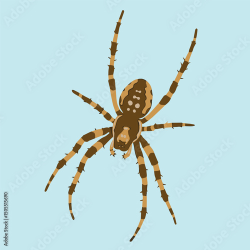 A brown and tan spider with long legs on a light blue background