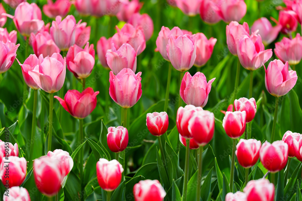 Fototapeta premium field of blooming tulip in bright sunlight