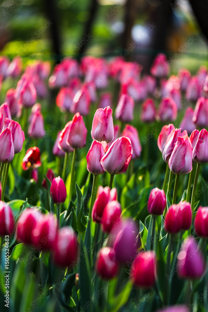 Obraz premium Close-up photo of blooming tulip in bright sunlight