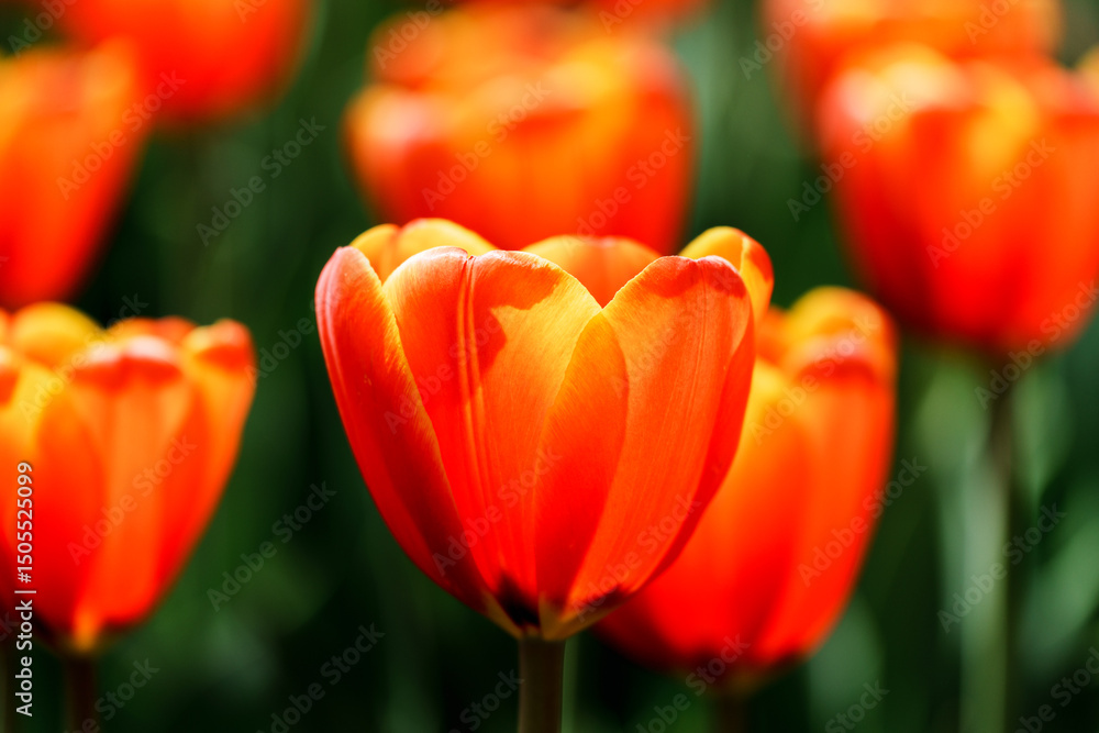 Close-up photo of blooming tulip in bright sunlight Close-up photo of blooming tulip in bright sunlight