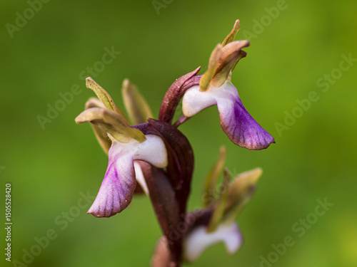 Orchidea Selvatica Anacamptis Collina Fotografata nel Sud Sardegna