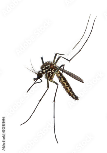 Isolated Mosquito Vector Close Up Dangerous Tropical Pest Animal
