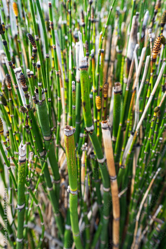 Obraz premium Close-up of dense green horsetail reeds with segmented stalks and cone-like tips in natural light