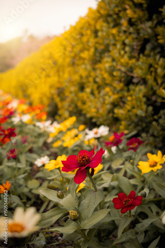 Fotografía Colorful flowers stand out, predominantly red and yellow, in a garden next to a fence covered in dense foliage