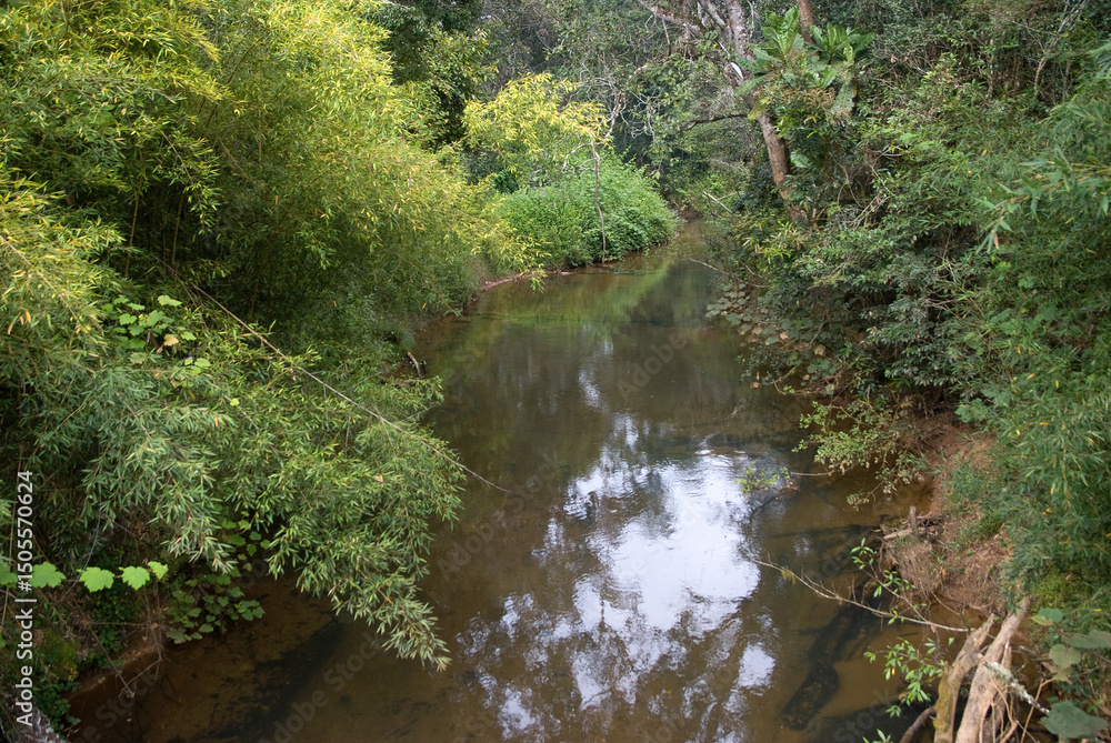 Obraz premium forêt primaire tropicale, riviere, Parc National Andasibé Mantadia, Madagascar
