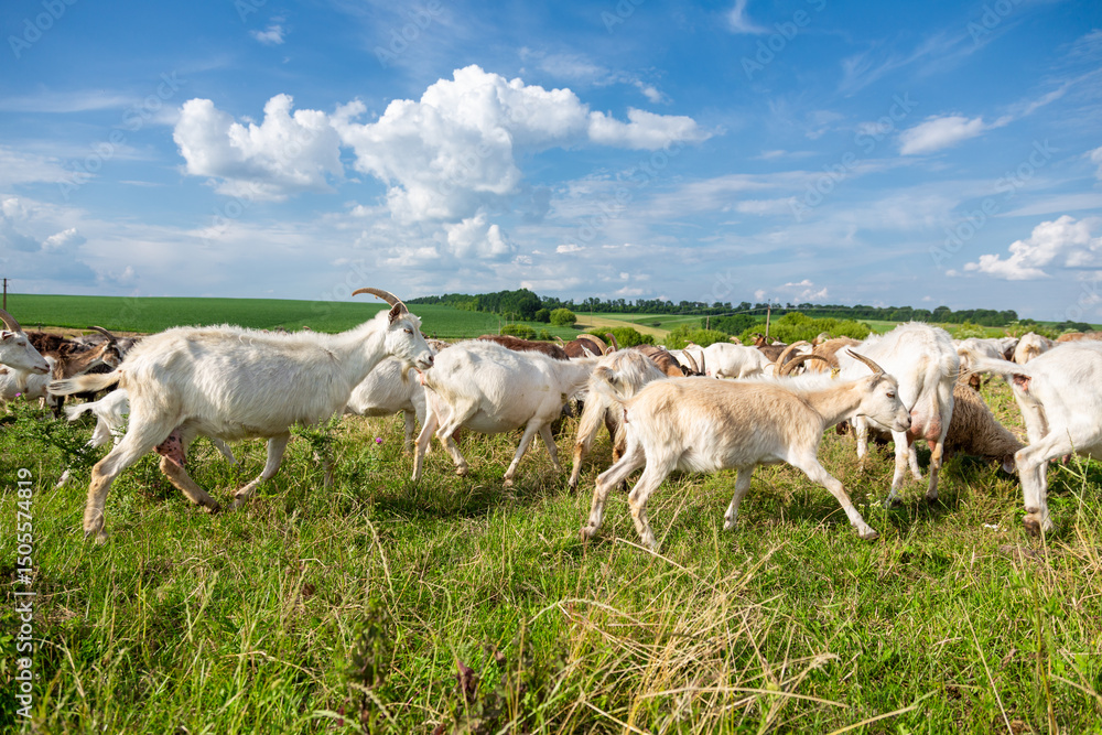 Fototapeta premium Herd of farm milk goats on a farm pasture in summer.