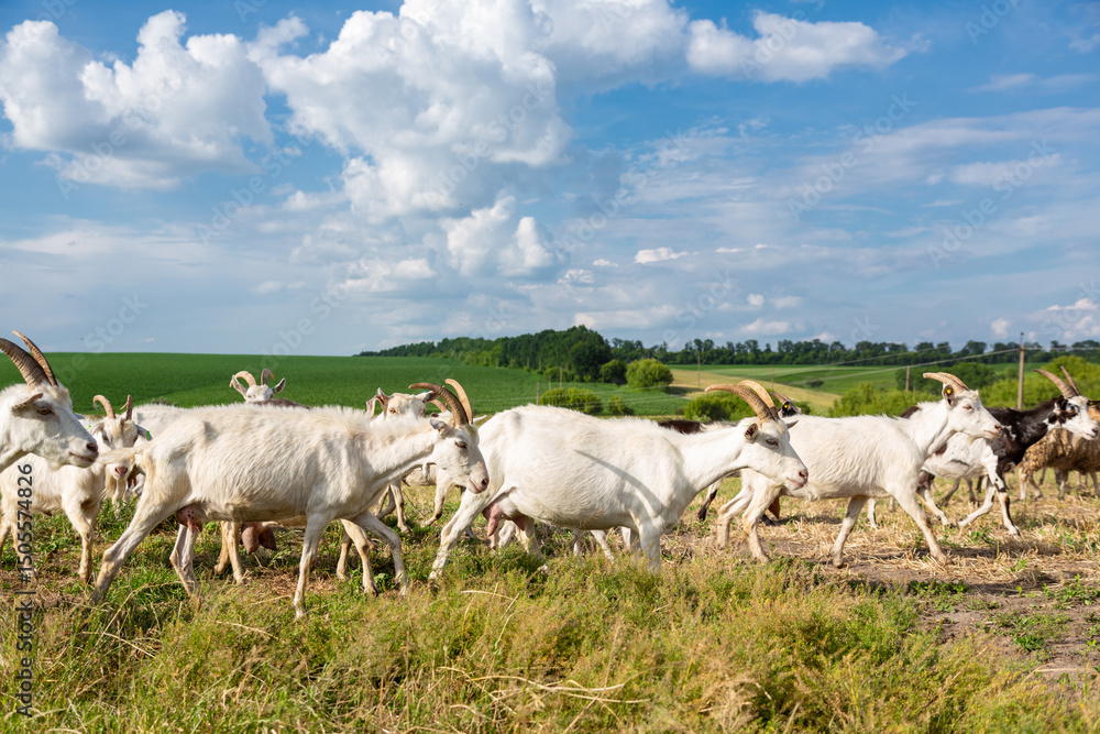 Fototapeta premium Herd of farm milk goats on a farm pasture in summer.